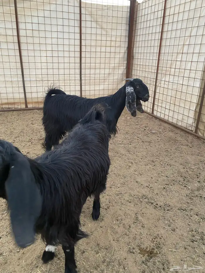 جفار ( تم البيع ) 8