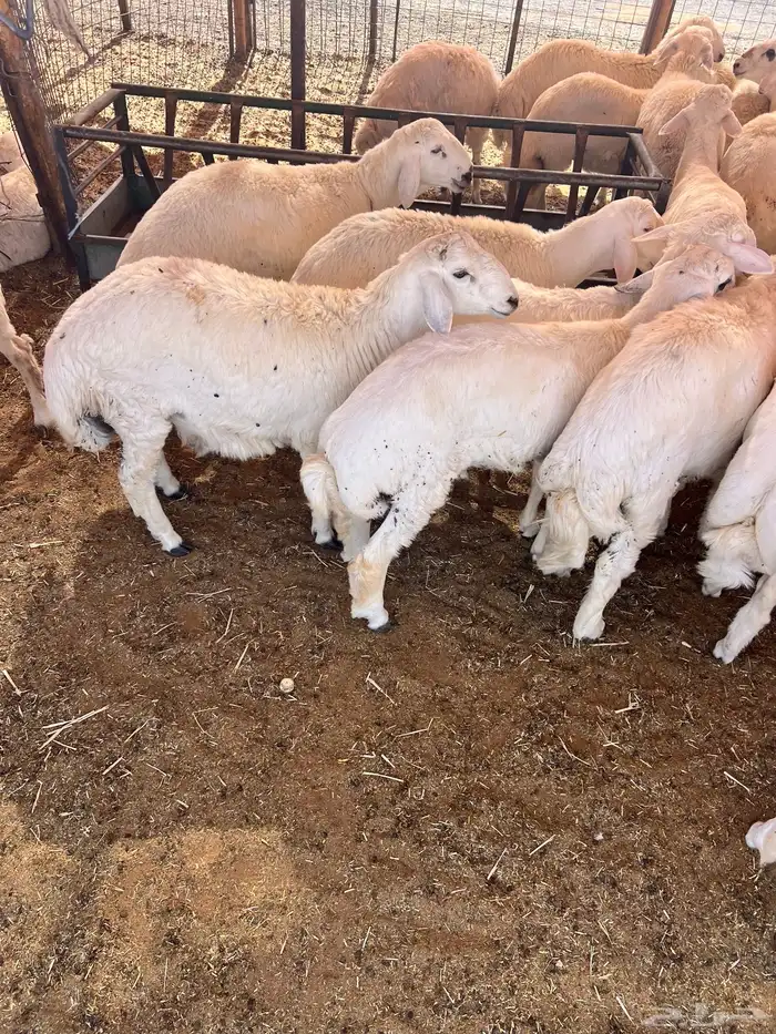 ذبايح ذبائح 12