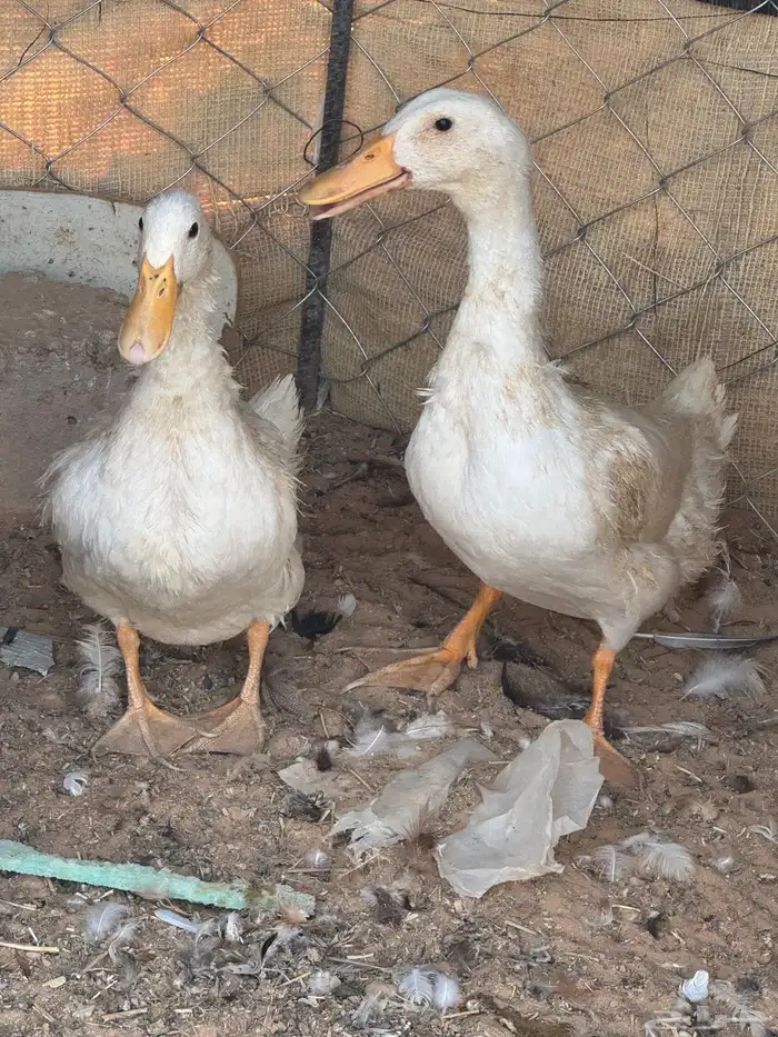 بط للبيع 0
