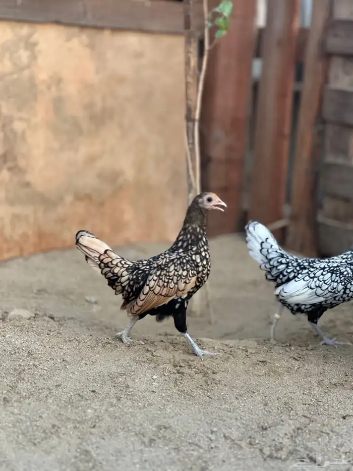 دجاج سبرايت شبابي 2