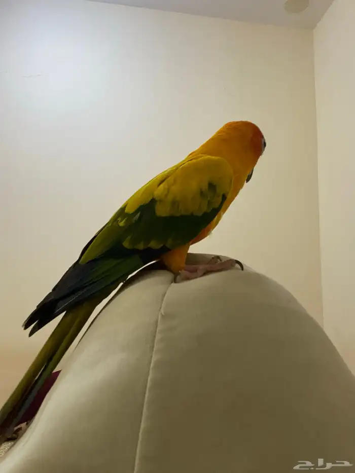 صن كنيور البف ومتكلم 4