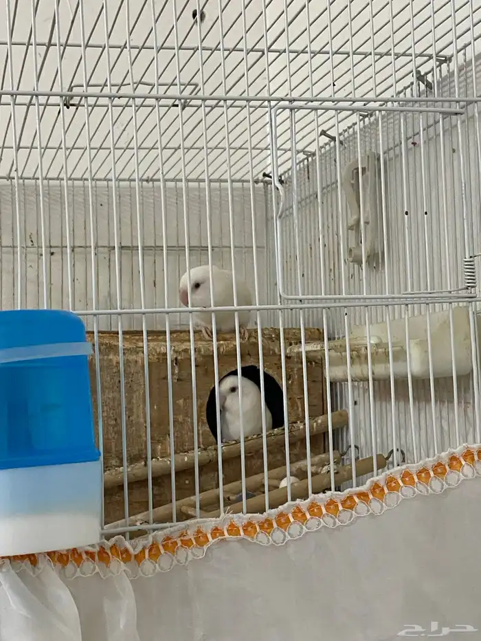 زوج روز البينو 0