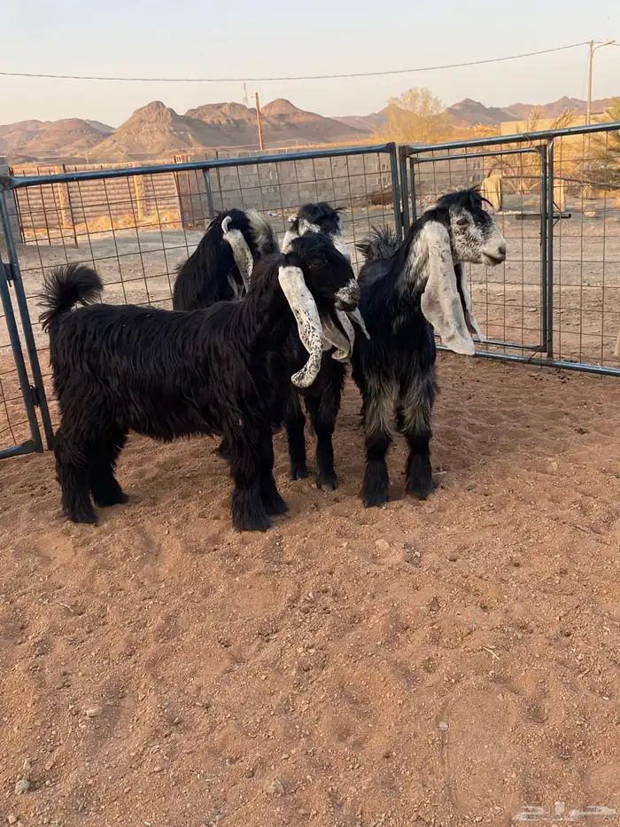 معزا عوارض صنف بفحلها (تم البيع) 3