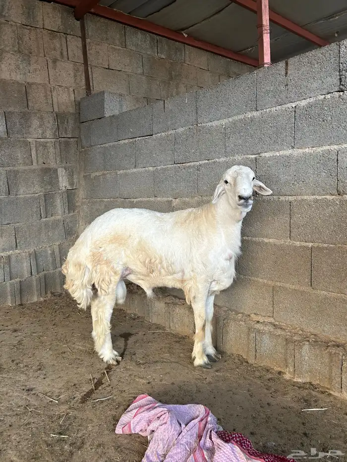 الباحه قلوه تهامه 1