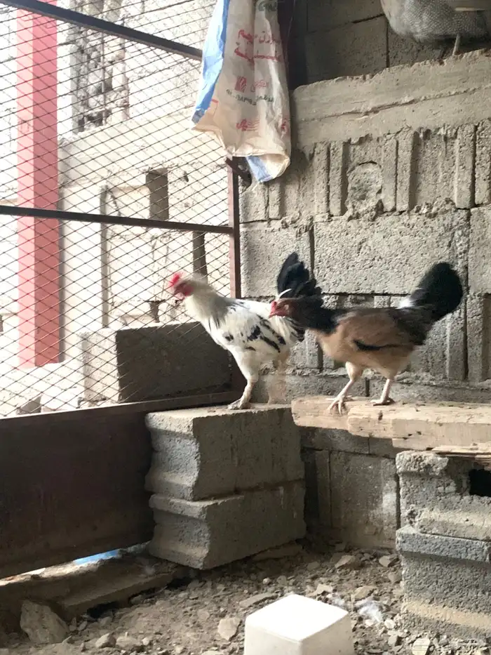 دجاج بلدي 2