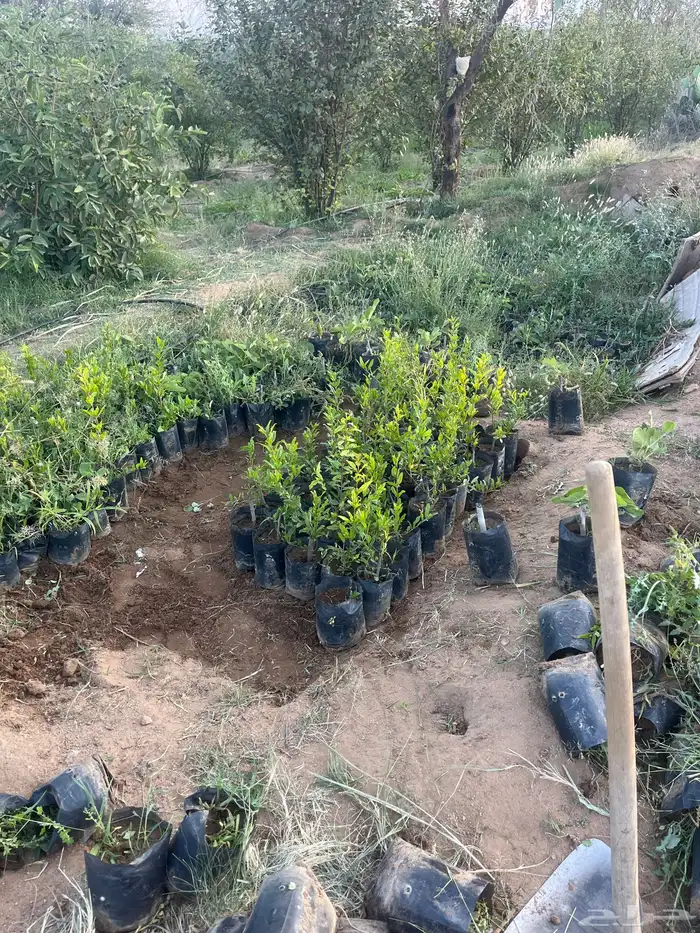 رمان الجوف 0