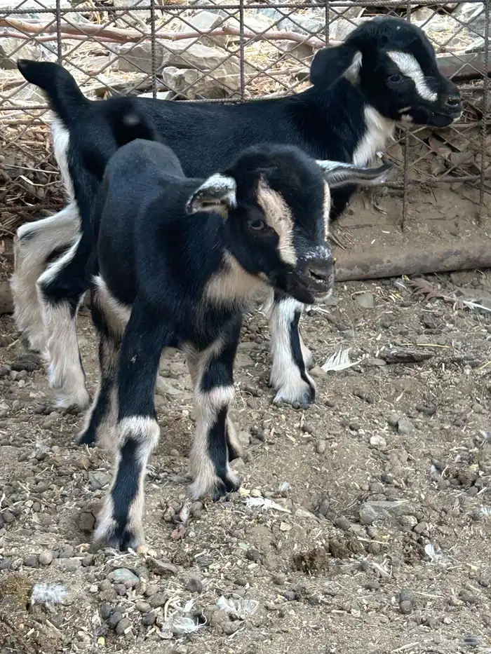تيس وجفره قزم للبيع 2