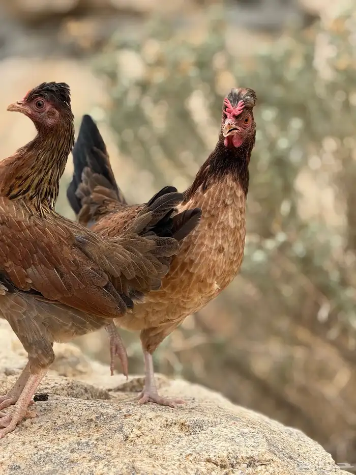 بيض دجاج عربي أصيل (أفرق) 24