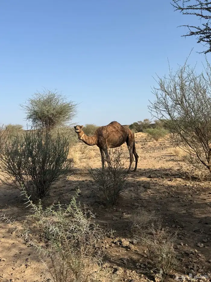 الحمرا القحه العكشي 16