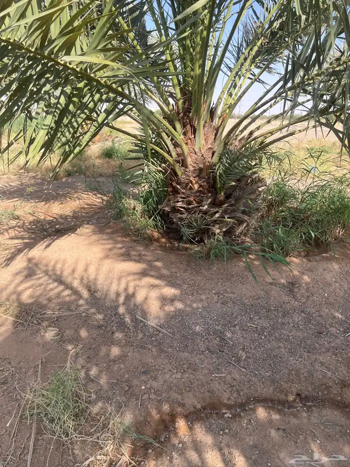 نخل مثمر نقايل للبيع 1