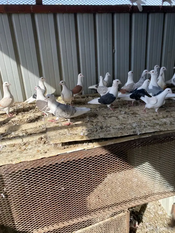 حمام زاجل فاخر للبيع 2