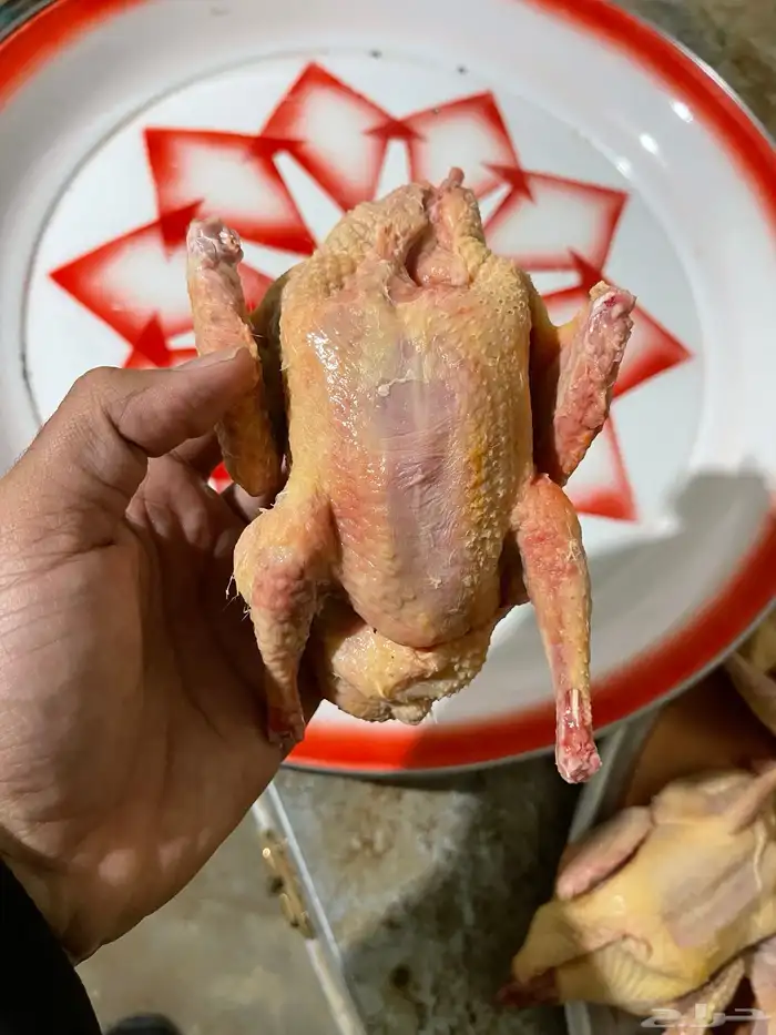فروخ حمام 2