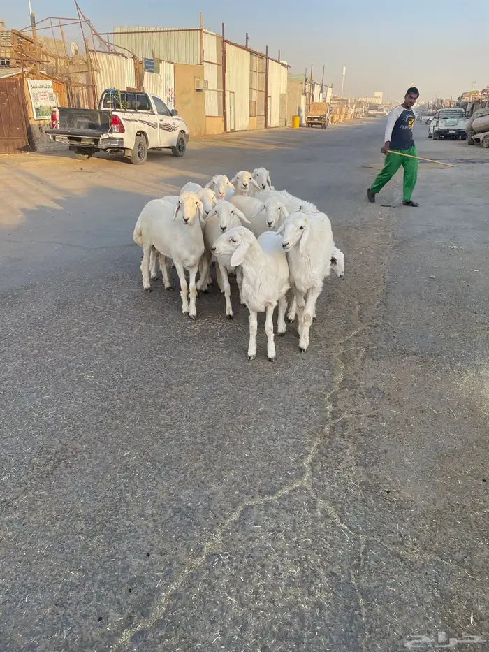 رخال حريات 0