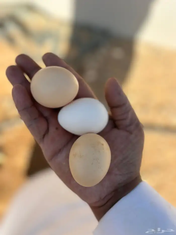 دجاج لوهمان 0