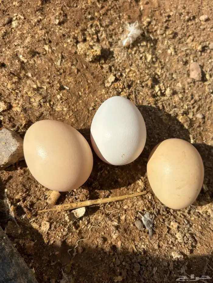 دجاج لوهمان 1