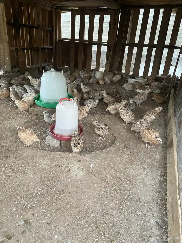 سمان شحم ولحم 1