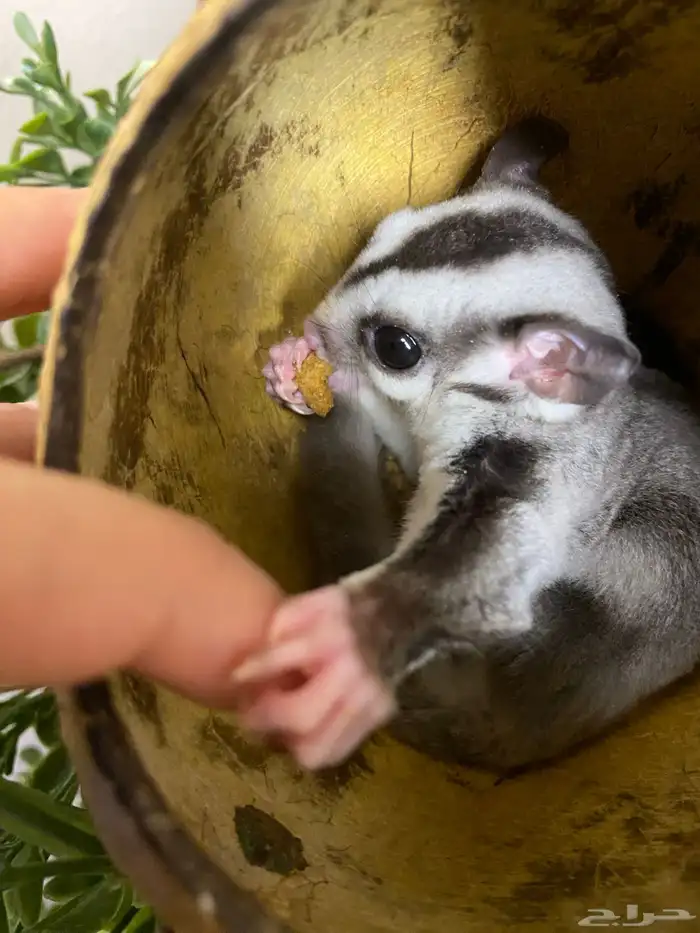شوقر قلايدر - السنجاب الطائر SugarGlider 2
