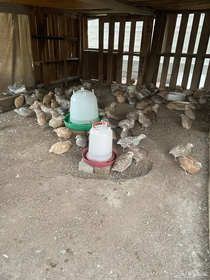 سمان شحم ولحم 2