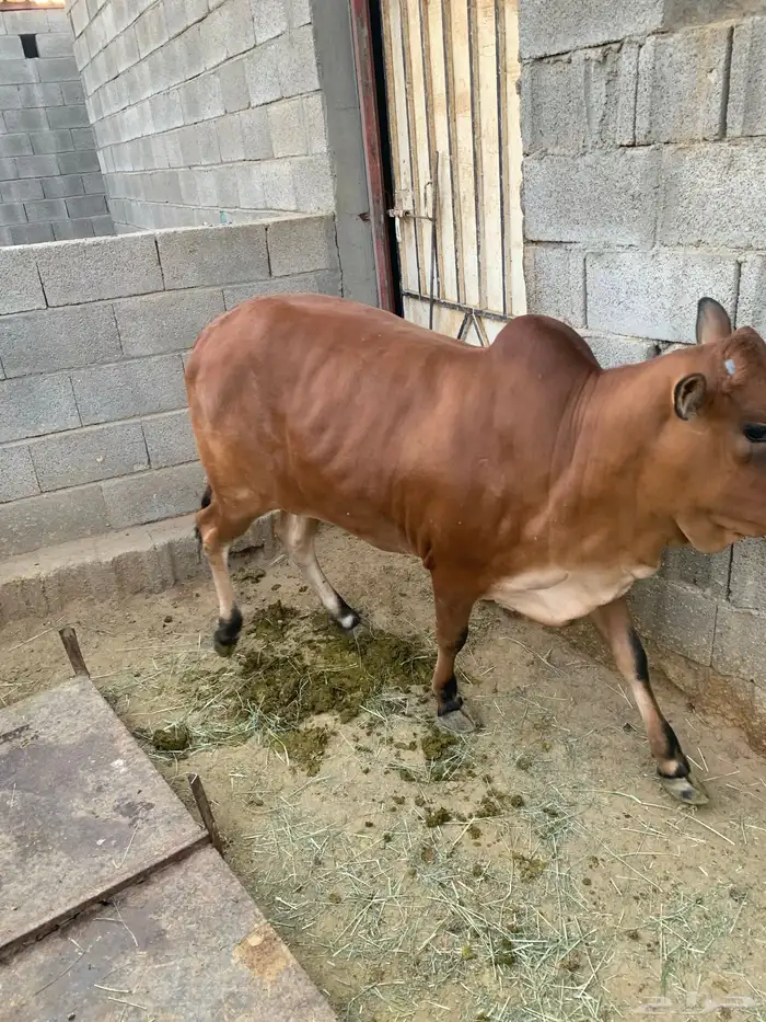 حسيله طيبه جدا جدا صغيره 1