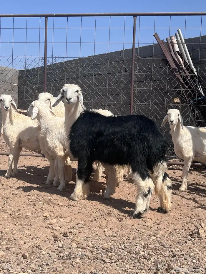 للبيع ذبايح 2