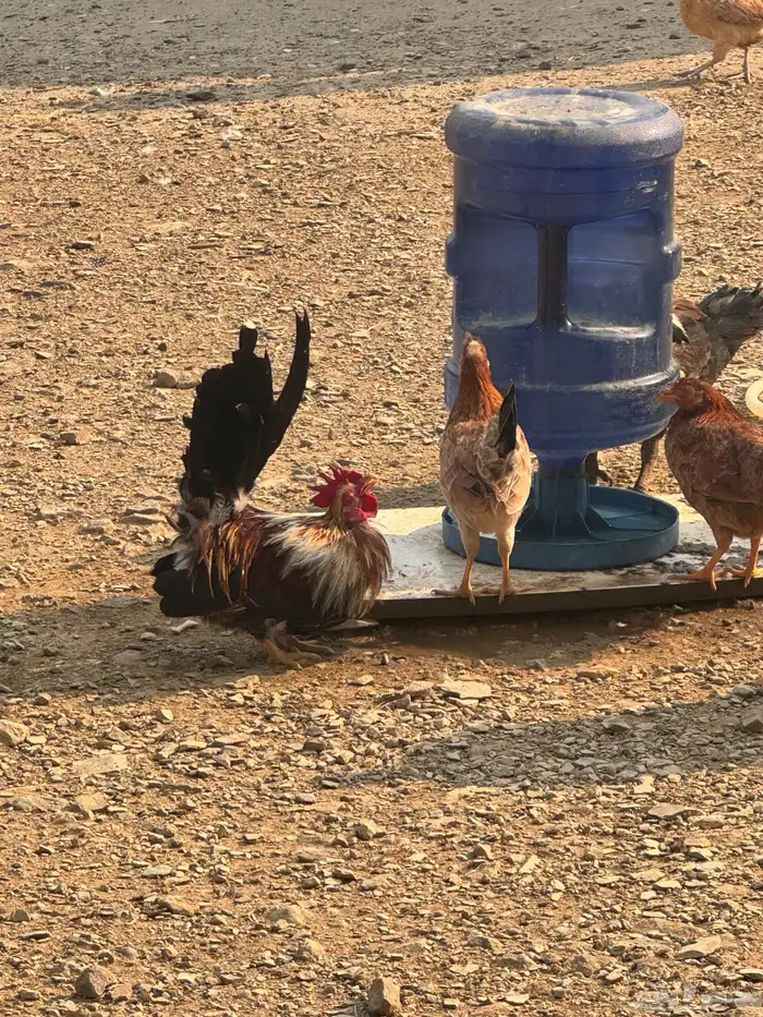 دجاج عربي دجاج جبنيز ديك رومي للبيع 53