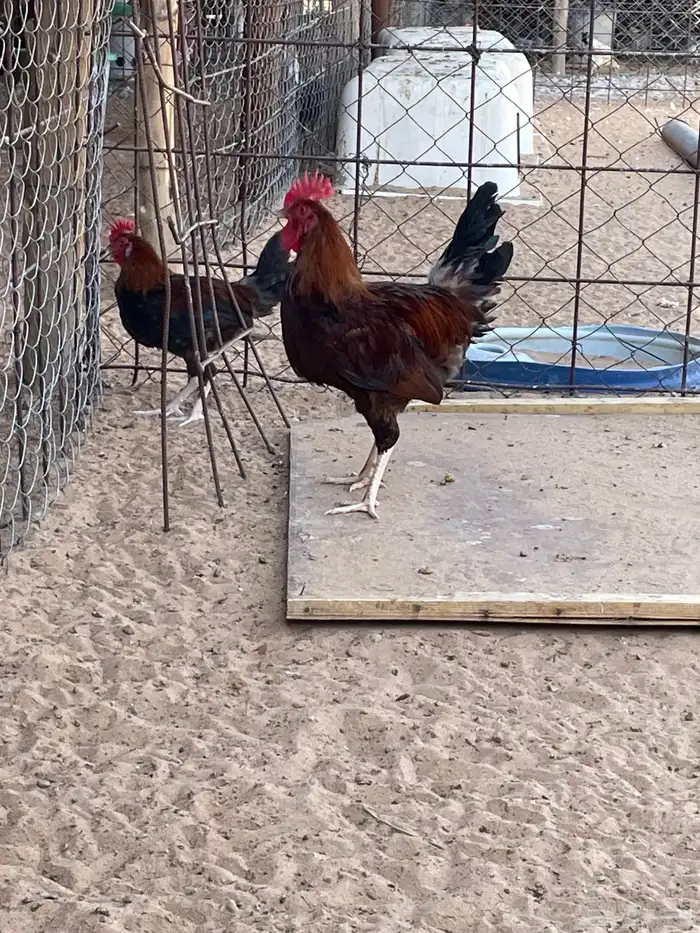 للبيع ديكة بلدي مهجن مع تركي 3