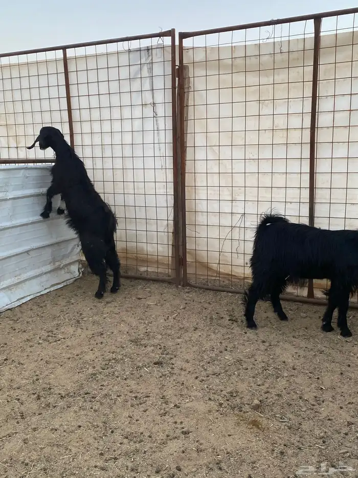 جفار ( تم البيع ) 15