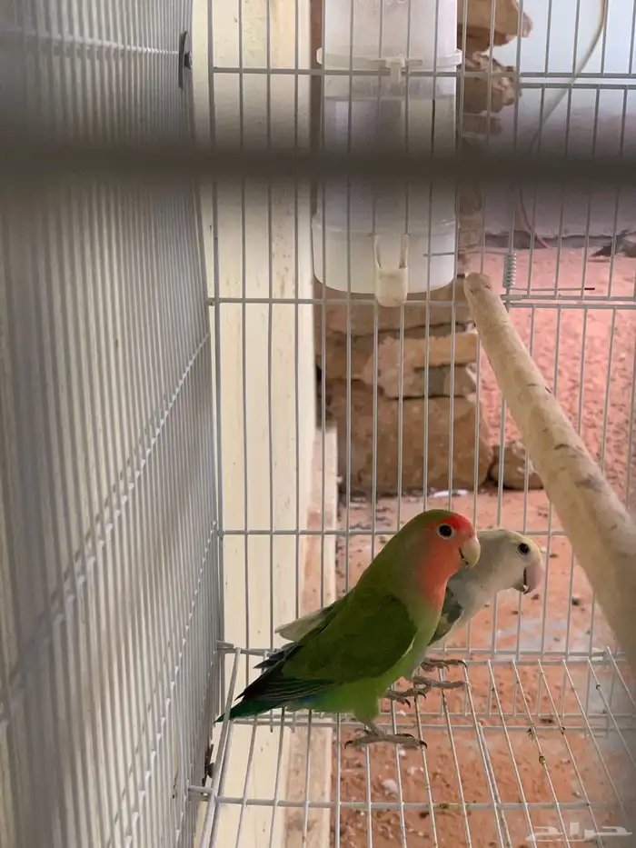 جوز روز منتج معه بيض (تم البيع) 1
