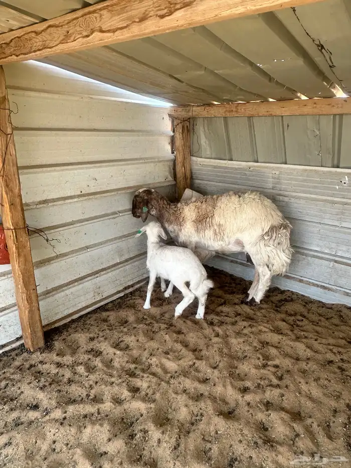 شاة حريه السن ثنيه ومعها رخل تم تم تم البيع 4