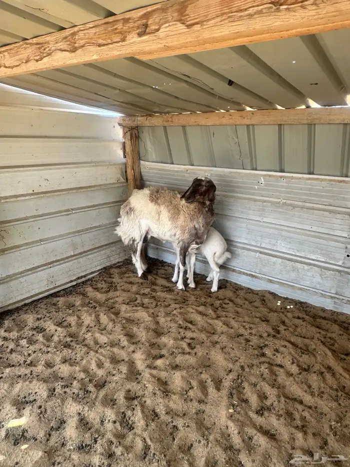 شاة حريه السن ثنيه ومعها رخل تم تم تم البيع 1