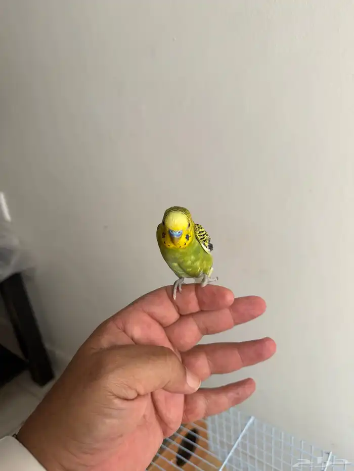 طيور أليفه زوج معها 1