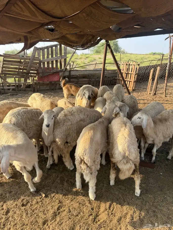 طليان حرية 4