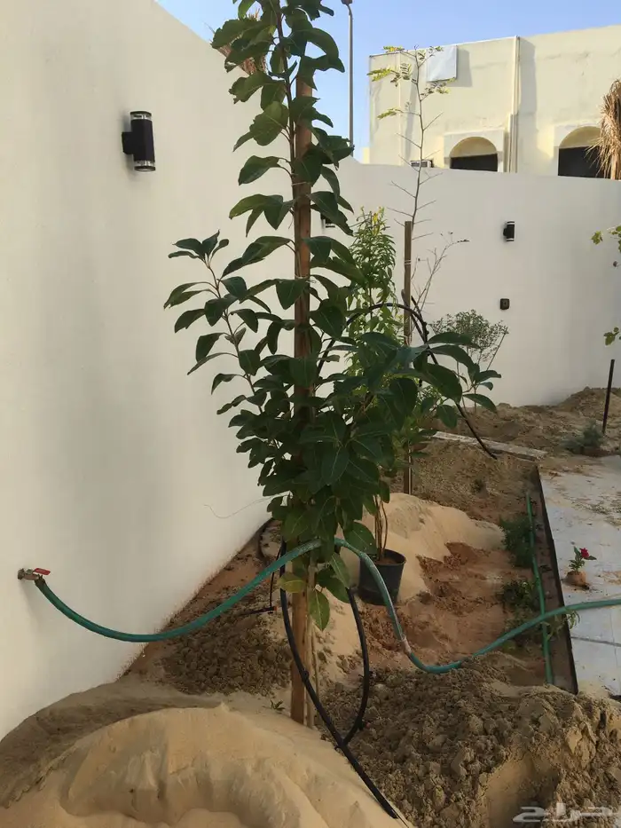 تنسيق الحدائق المنزلية 21