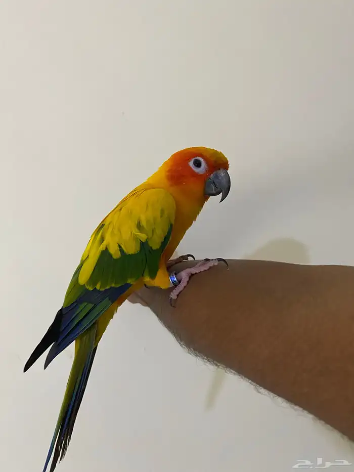 صن كنيور البف ومتكلم 1