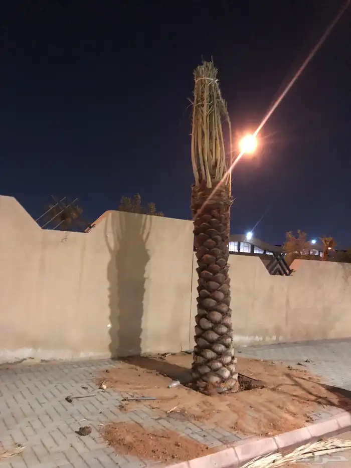 نخيل مثمر بسعار مناسبه 15