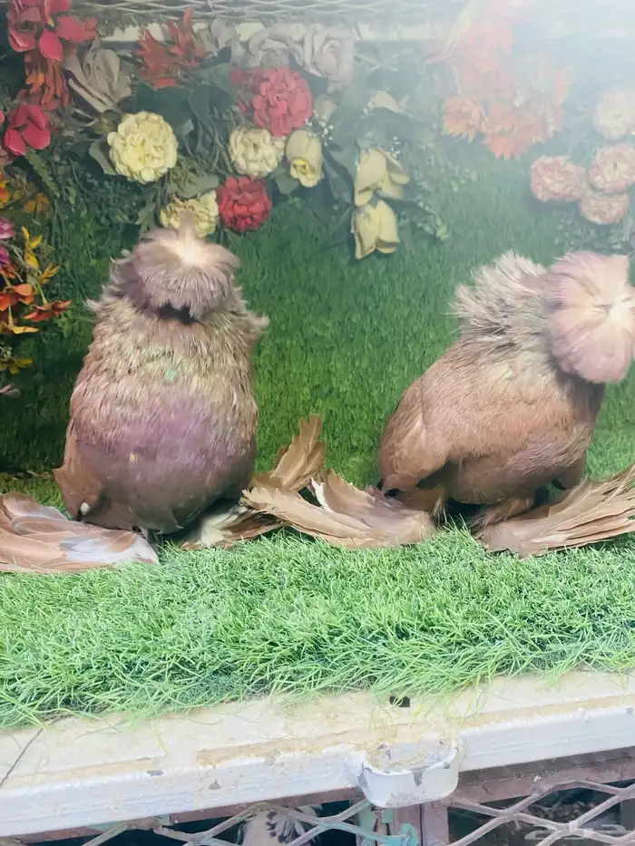 للبيع طبه بخاره احمر 0