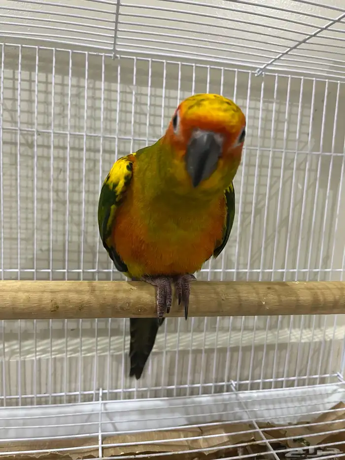 ببغاء صن كنيور 0