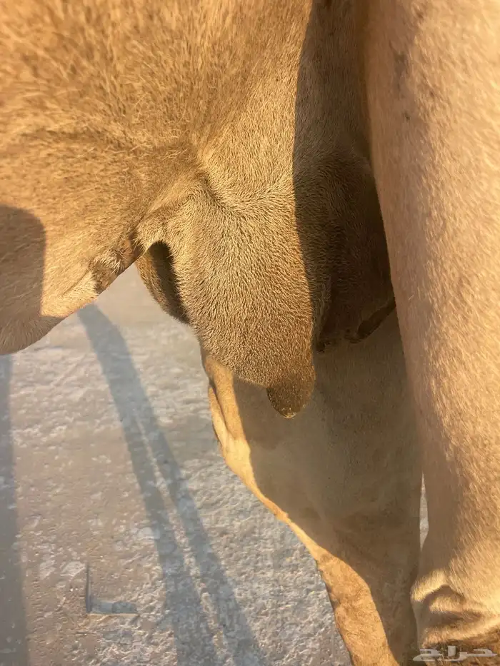 هجن سودانيه عشراء عليها وسم الشيخ زايد وسم ال ثاني 3