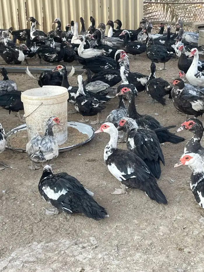 بط مسكوفي في جو المزاحميه 1