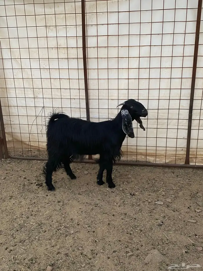 جفار ( تم البيع ) 14