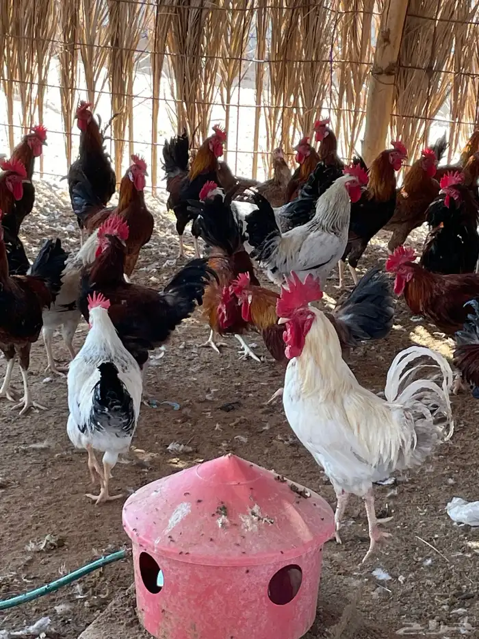للبيع ديكة بلدي مهجن مع تركي 1