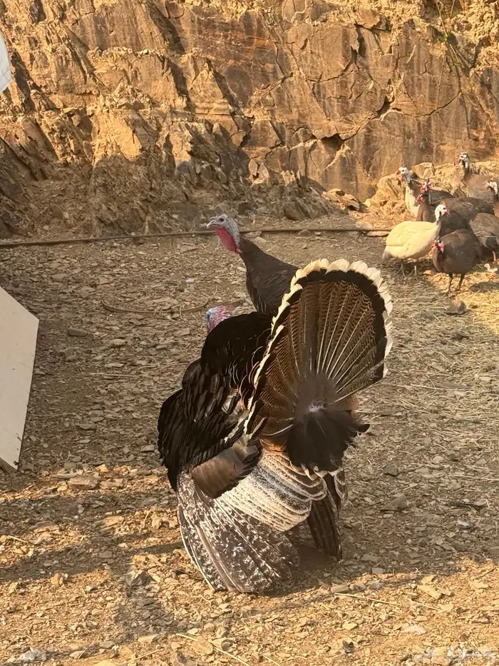 دجاج عربي دجاج جبنيز ديك رومي للبيع 54