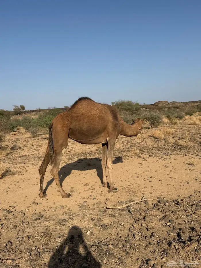الحمرا القحه العكشي 5