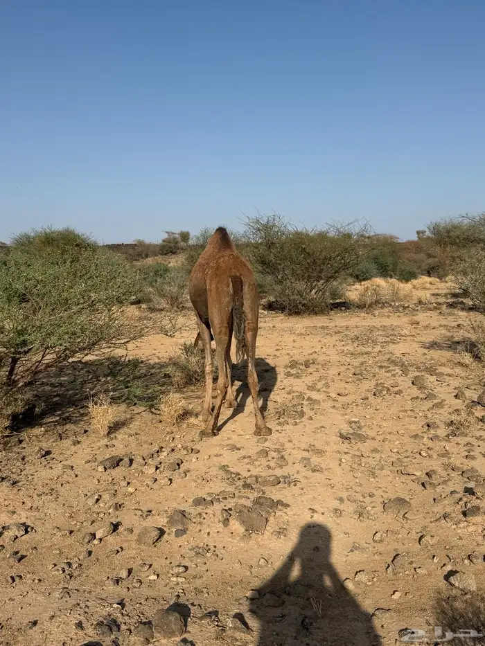الحمرا القحه العكشي 0