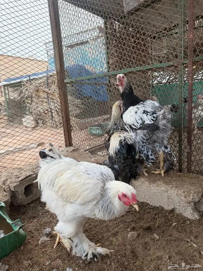 للببع ديوك براهما كولمبي كونك احجام توب 0