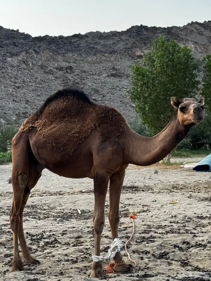 قعود فحل للبيع 2