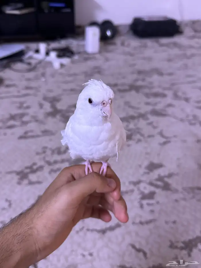 كروان اللون الأبيض 1