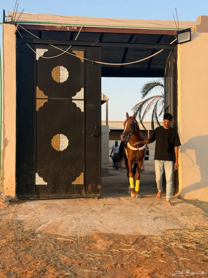 ايواء خيل  مفرق رماح 11