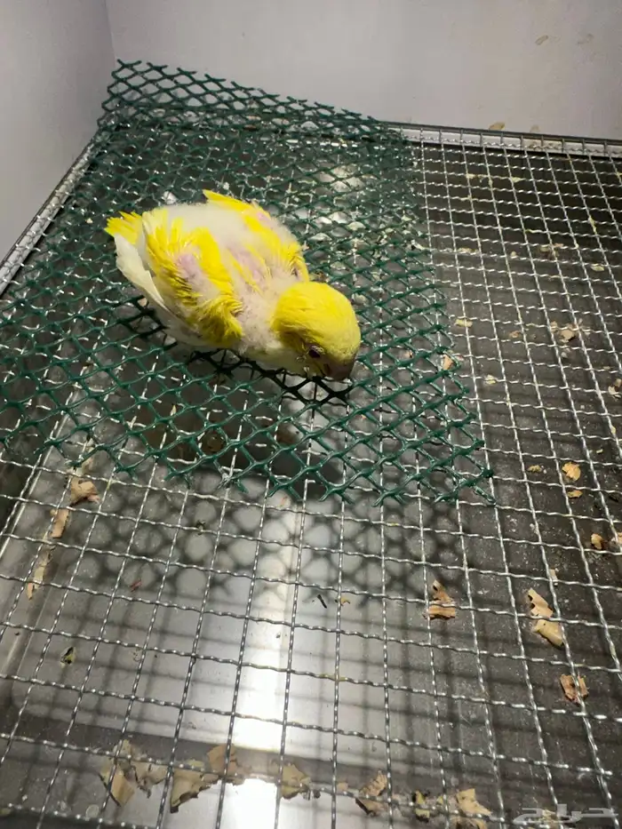 فرخ كويكر ( تم البيع ) 4