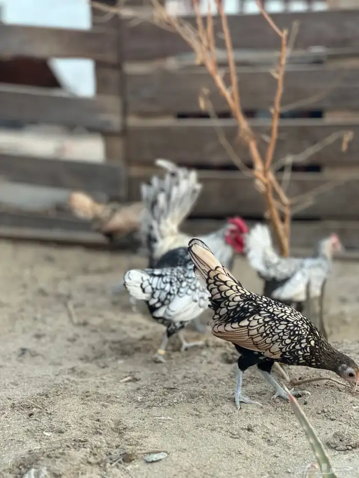 دجاج سبرايت شبابي 5